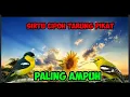 Lagu burung cipoh sirtu tarung pikat
