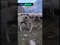 Lagu 😱Kangal attacks wolf. #animals #fight #kangal