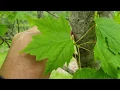 ID That Tree Red Maple