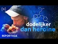 Download Lagu Hoe de wereldwijde drugsrevolutie ook ons bedreigt