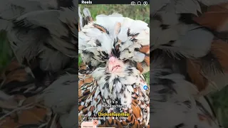 Https Www Facebook Com Share R 1Fjcbapf3J 