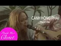 Lagu Cánh Hồng Phai | Thanh Ha's BackYard Jams | Live Acoustic