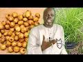 Ndiarignou ( Ndir ) Bienfaits et vertus Noix tigrée ou Souchet -  Pr Ousmane Ndiaye - SAMA XALAAT TV
