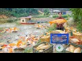 Lagu Harvesting Fish At The Farm And Selling Them To Ly Tieu Toan - Building A Tomato Trellis