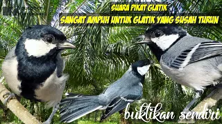 Download suara pikat glatik yang susah turun || terbukti josss,,, 👍🏻 MP3