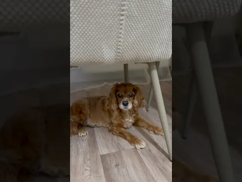 Köpeğimin akıl oyunları başladı😂 #funnydogs #funnyvideo #keşfet
