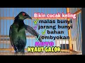 Download Lagu suara cucak Keling memanggil teman untuk pancingan burung macet agar ikut bunyi sahut sahutan
