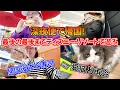 Download Lagu 【海外Vlog】深夜便なので帰国日もディズニーリゾートを堪能します／帰国後即寿司／愛猫との再会／Day10\u0026帰国後