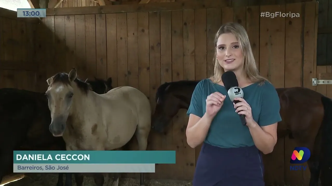 Cavalos são resgatados de situações de maus tratos e colocados à adoção em São José