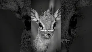 وين اجي يازماني ابن الحضاري 