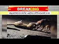 Download Lagu ആക്രമിക്കാനെത്തിയെ പുലിയെ കീഴ്പ്പെടുത്തി നായ; 300 മീറ്ററോളം പുലിയെ വലിച്ചിഴച്ചു