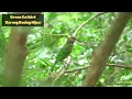 Download Lagu Green Catbird | Burung Kucing Hijau (Ailuroedus crassirostris)