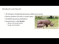 Ch5 Pt4 Integumentary System Stratum Corneum