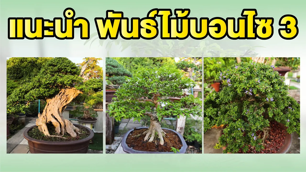 Bonsai Station [บอนไซมือใหม่ป้ายแดง] EP.6 แนะนำพันธ์ไม้บอนไซ 3
