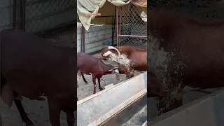 عندما تجد أنثى الماعز تقوم بهذه الممارسات إعلم أنها تطلب التزاوج Goat Shorts 