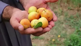 النبق   ثمرة تحمل رائحة البصرة دندنها