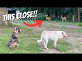 Download Lagu You Won’t Believe How Our Dogs Reacted to These Deer!