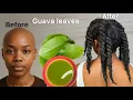 Download Lagu USE GUAVA LEAVES AND YOUR HAIR WILL NEVER STOP GROWING