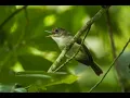 Download Lagu suarA burung Asi kumis hutan