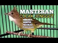Download Lagu MASTERAN CUCAK JENGGOT GACOR mbeset ngepik nembak bagus buat PANCINGAN dan masteran burung lomba
