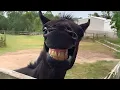 Download Lagu Paarden zijn dramatisch met hun baasjes 🤪 De grappigste dierenvideo's