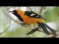 Download Lagu Suara burung Hooded Oriole (bernyanyi, memanggil) selama 4 jam penuh