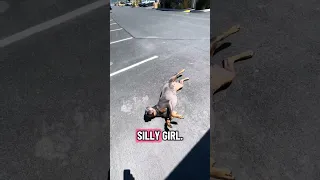 #fyp #dream #pets #doberman #vlog