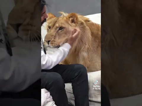 الاسد ما اكل ٢٢ يوم part2😨وهذل اللي حصل ‏The lion did not eat for 22 days and this is what happened