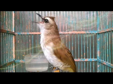 Pancingan Trucukan biar gacortrucuk malas bunyi jadi ikutan bunyi