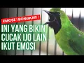 Download Lagu BONGKAR ! GACOR CUCAK IJO SANG GURU VOKAL