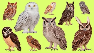 Discover Amazing Owls π¦ | Russian Language Learning β 25 Π²ΠΈΠ΄ΠΎΠ² ΡΠΎΠ²