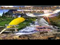 Download Lagu Kenari//Masteran super mewah roll speed