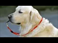 DOG WHISTLE SHUT YOUR NEIGHBOUR S DOG UP