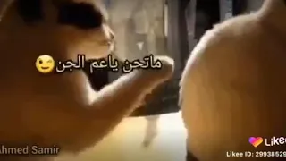 فضلت أحيله ميروسلاف دندنها