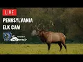 Pennsylvania Elk Cam Live