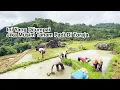 Download Lagu Seindah Ini Musim Tanam Padi Di Kampung Toraja, Dibawah Kaki Gunung