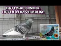 Download Lagu BATUSAI JUNIOR..OFFCOLOR VERSION..JAVIER LEYTE LINE..