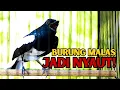 Download Lagu SUARA TEMBAKAN GACOR SADIS, PAS BUAT TERAPI BURUNG MALAS! MP3