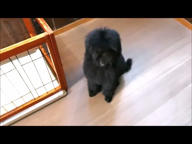 動画
