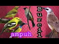 Download Lagu SUARA PIKAT BURUNG KECIL BURCIL ANDALAN