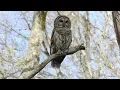 Download Lagu Barred Owl Hooting (HD)
