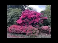 Whitney Nursery and Gardens