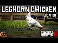 Leghorn Chicken Location - Red Dead Redemption 2