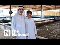 Emirati entrepreneur uses fish farm to grow food in the UAE s desert