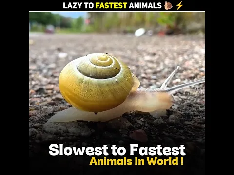 Lazy To Fastest Animals 🐌 ⚡️#shorts