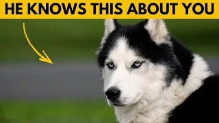 6 Weird Things Your Siberian Husky Knows About You