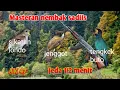 Download Lagu Masteran tembakan paling ngeri ,sikatan londo ,jenggot ,tengkek buto jeda setengah menit
