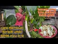 Download Lagu cara membuat keripik umbi sente / tanaman bira