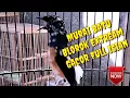 Lagu Murai Batu Blorok Extream  Gacor Full isian