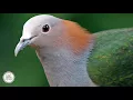 Download Lagu Suara pikat burung Pergam/Kum-kum Ala MRCUNEE  #SNIPERKULU2